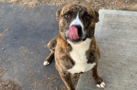 Pit Bull Terrier Pit Bull Terrier