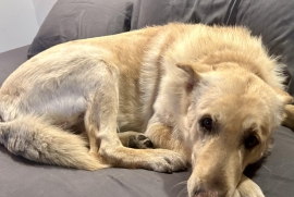 Yellow Labrador Retriever Yellow Labrador Retriever