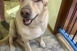 Yellow Labrador Retriever