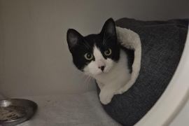 Domestic Short Hair Domestic Short Hair