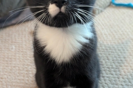 Domestic Short Hair Domestic Short Hair