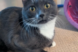 Domestic Short Hair Domestic Short Hair