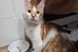 Domestic Medium Hair