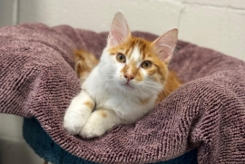 Domestic Medium Hair