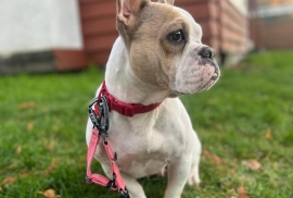 French Bulldog French Bulldog