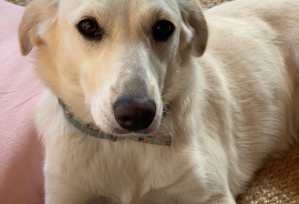 Yellow Labrador Retriever Yellow Labrador Retriever