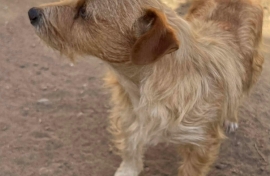 Fox Terrier Fox Terrier