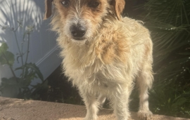 Fox Terrier Fox Terrier