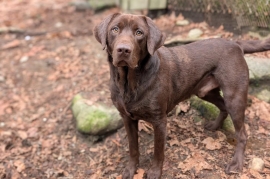 Chocolate Labrador Retriever Chocolate Labrador Retriever