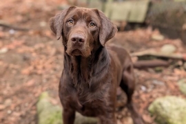 Chocolate Labrador Retriever