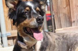 Australian Shepherd Australian Shepherd