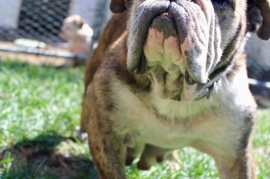 English Bulldog