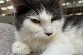 Domestic Medium Hair