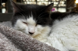 Domestic Medium Hair