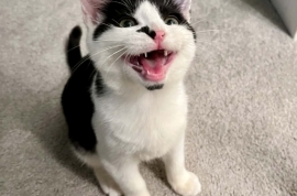 Domestic Short Hair Domestic Short Hair