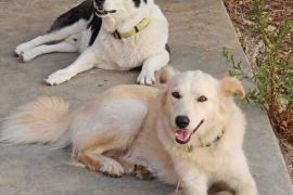 Yellow Labrador Retriever