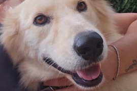 Yellow Labrador Retriever