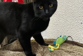 Domestic Short Hair Domestic Short Hair