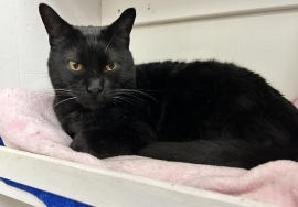 Domestic Short Hair Domestic Short Hair