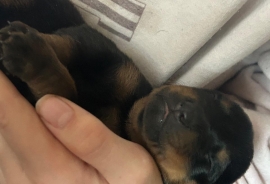 Rottweiler Rottweiler