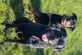 Rottweiler Rottweiler