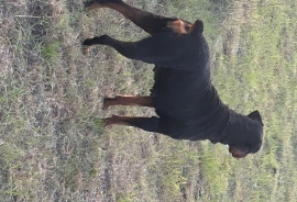 Rottweiler Rottweiler