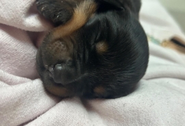 Rottweiler Rottweiler