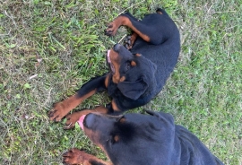 Rottweiler Rottweiler