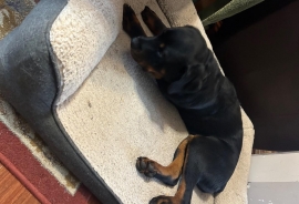 Rottweiler Rottweiler