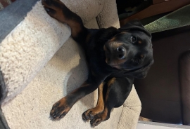 Rottweiler Rottweiler