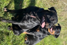 Rottweiler Rottweiler