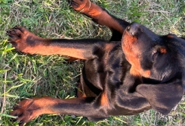 Rottweiler Rottweiler