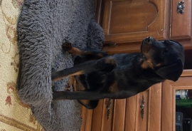 Rottweiler Rottweiler