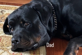 Rottweiler Rottweiler