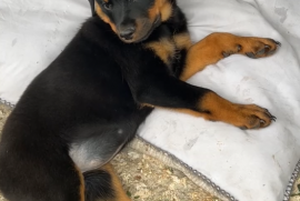 Rottweiler Rottweiler