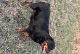 Rottweiler Rottweiler