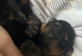 Rottweiler Rottweiler