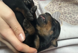 Rottweiler Rottweiler