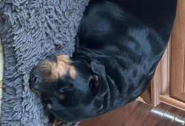 Rottweiler Rottweiler