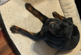 Rottweiler Rottweiler