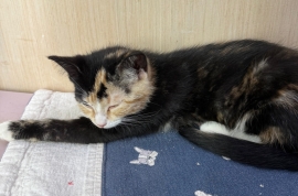 Domestic Short Hair Domestic Short Hair