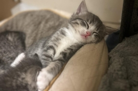 Domestic Short Hair Domestic Short Hair