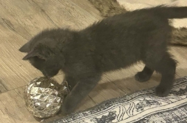 Domestic Short Hair Domestic Short Hair