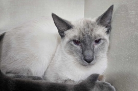 Domestic Short Hair Domestic Short Hair