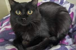 Domestic Short Hair Domestic Short Hair