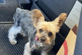 Yorkshire Terrier Yorkshire Terrier