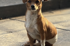Chihuahua