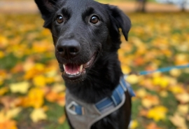 Mountain Dog Mountain Dog