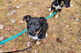 Australian Cattle Dog / Blue Heeler