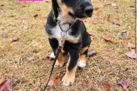 Australian Cattle Dog / Blue Heeler
